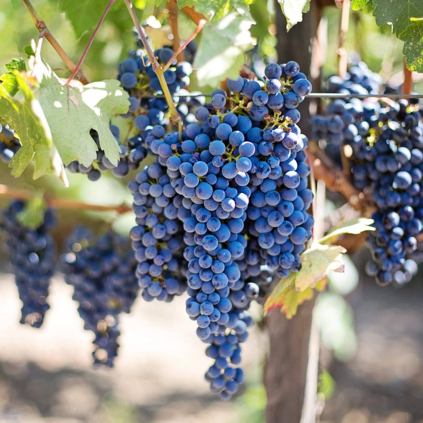 grenache