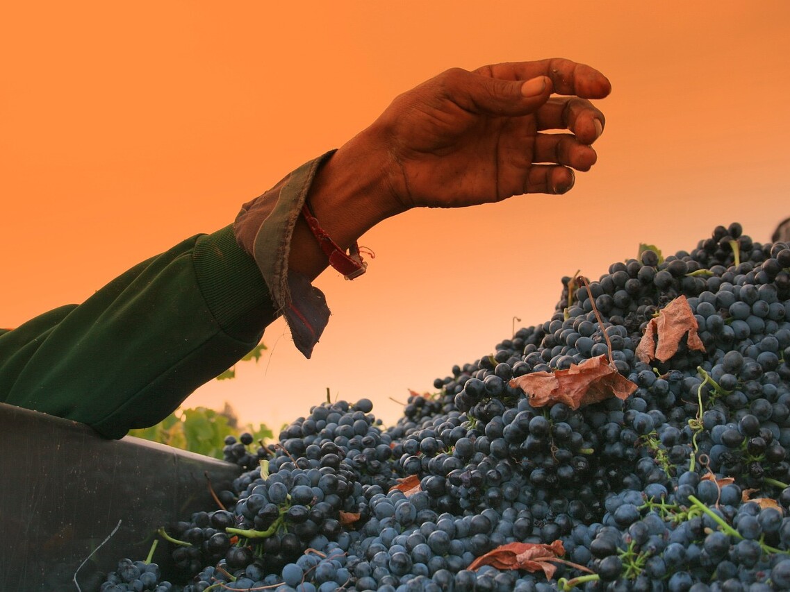 syrah