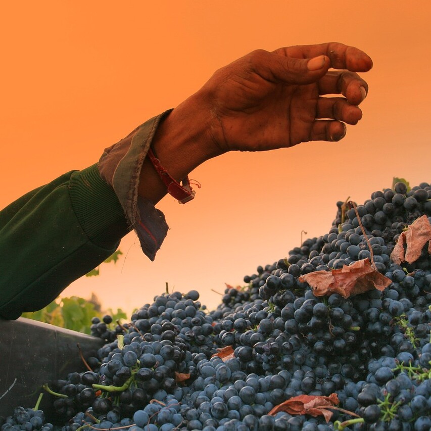 syrah
