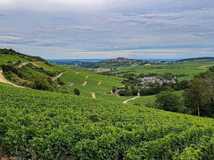 wijngaard in sancerre