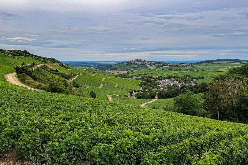 wijngaard in sancerre