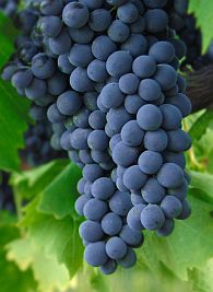 sangiovese tros