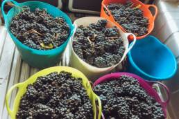 sangiovese grapes