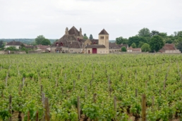 bourgogne wijngaard